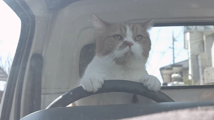 Y!mobile ニャンキュッパ